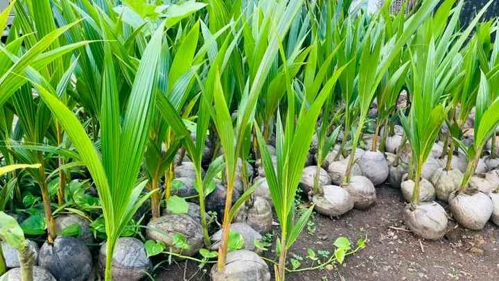 Bibit Kelapa Kopyor Thailand
